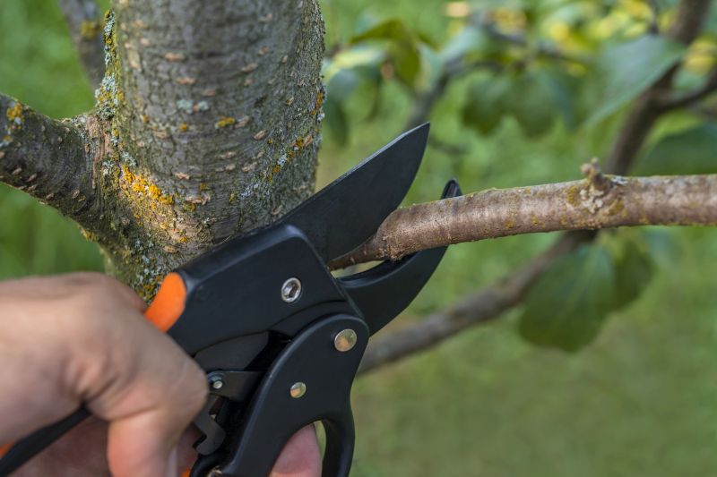 Dead Branch Trimming