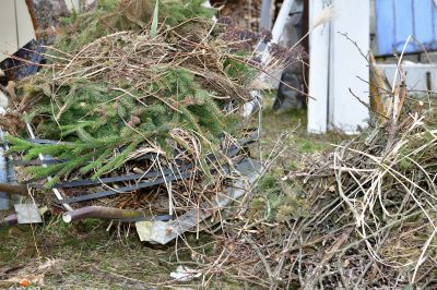 Dead Branch Trimming
