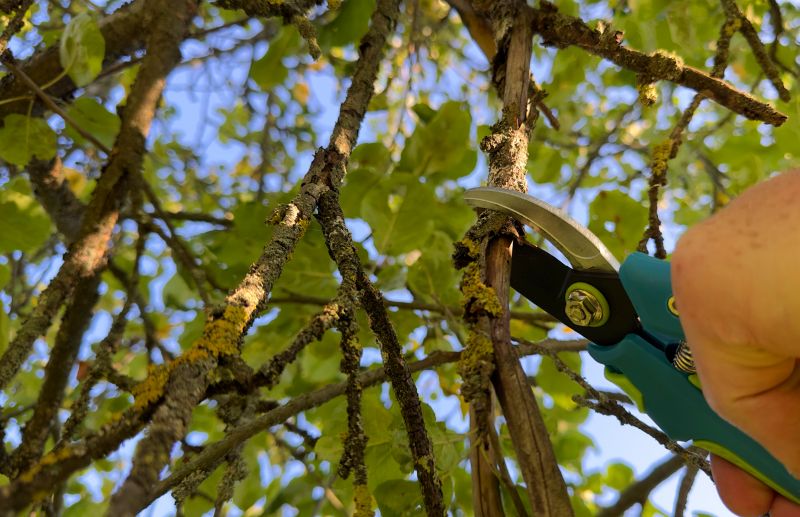 Dead Branch Trimming