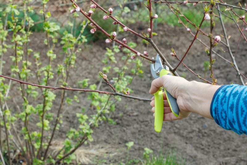 Bradford Pear Tree Pruning in San Jose, CA