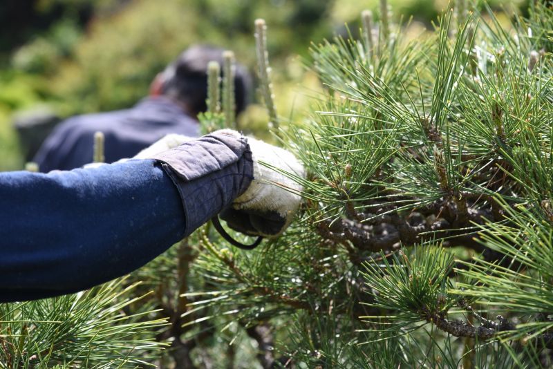 Branches Pruning in Allentown, PA