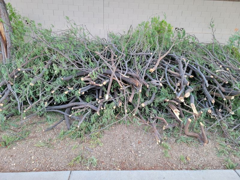 Dead Branch Trimming