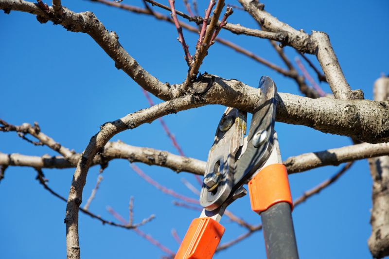 Pruning in Dormant Season