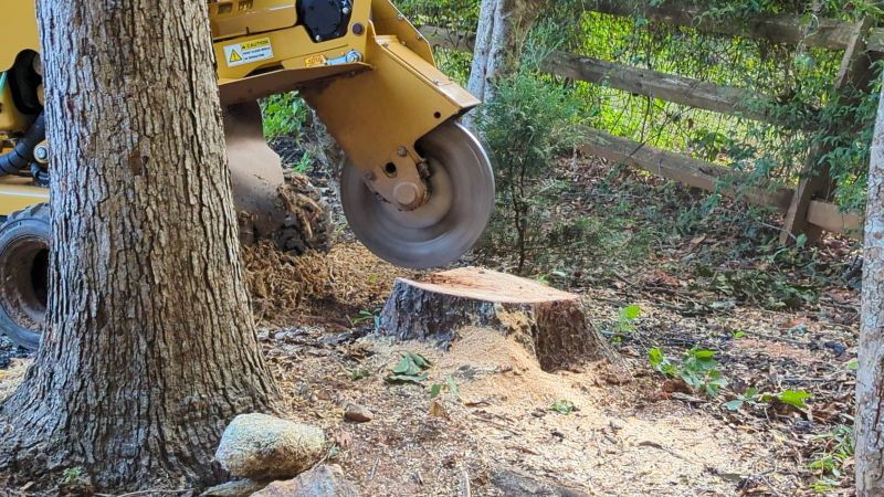Stump Grinding Service in Aiken, SC