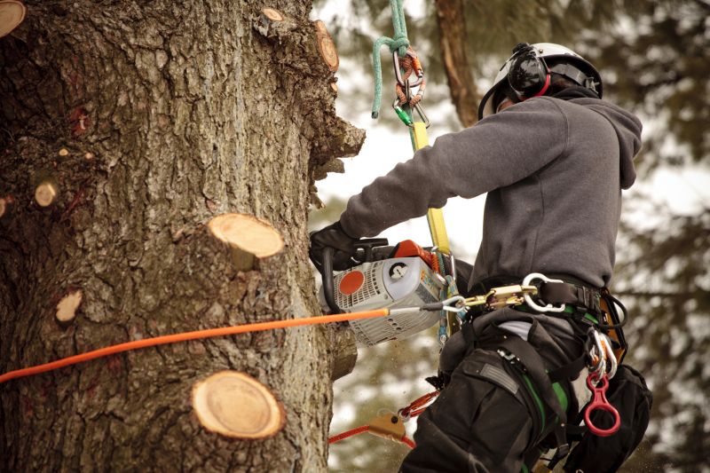 Arborist Climbing Tree