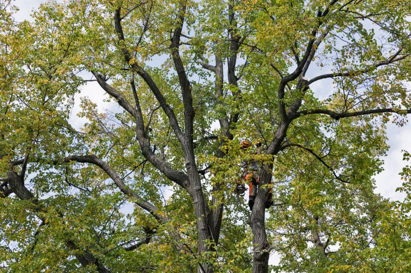 Arborist Performing Crown Reduction