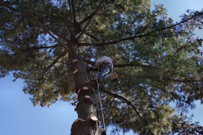 Climbing Arborist Trimming