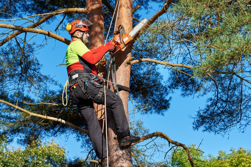 Long-Term Tree Care