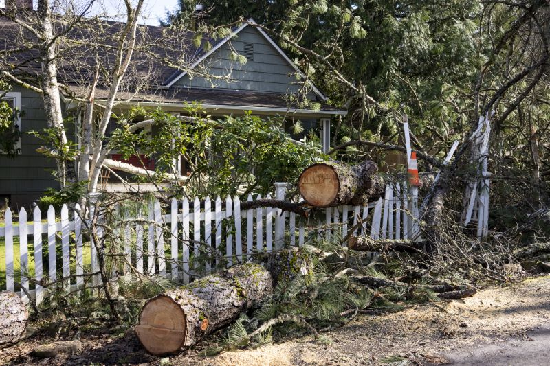 Willow Tree Removal in Aiken, SC