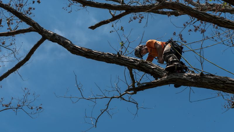 Dead Branch Trimming